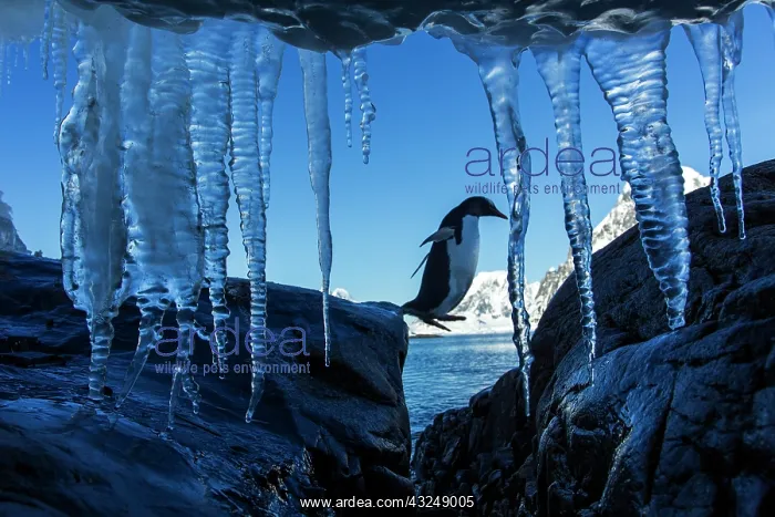 : Antarctica, Petermann Island, Gentoo Penguin : Antarctica, Petermann Island, Gentoo Penguin