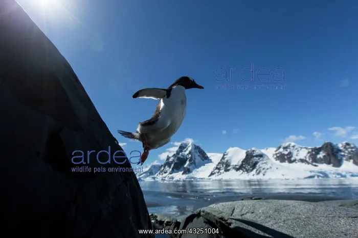 : Antarctica, Petermann Island, Gentoo Penguin : Antarctica, Petermann Island, Gentoo Penguin