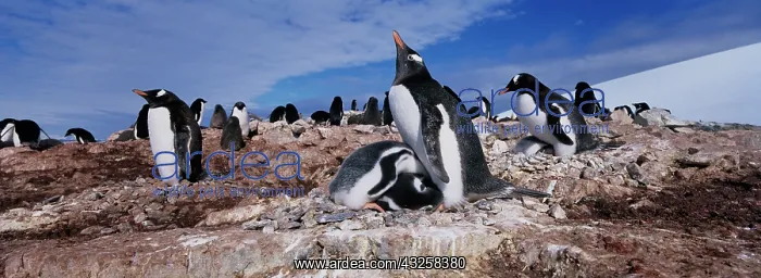 : Antarctica, Petermann Island, Gentoo Penguin : Antarctica, Petermann Island, Gentoo Penguin