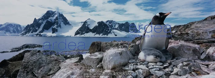 : Antarctica, Petermann Island, Gentoo Penguin : Antarctica, Petermann Island, Gentoo Penguin