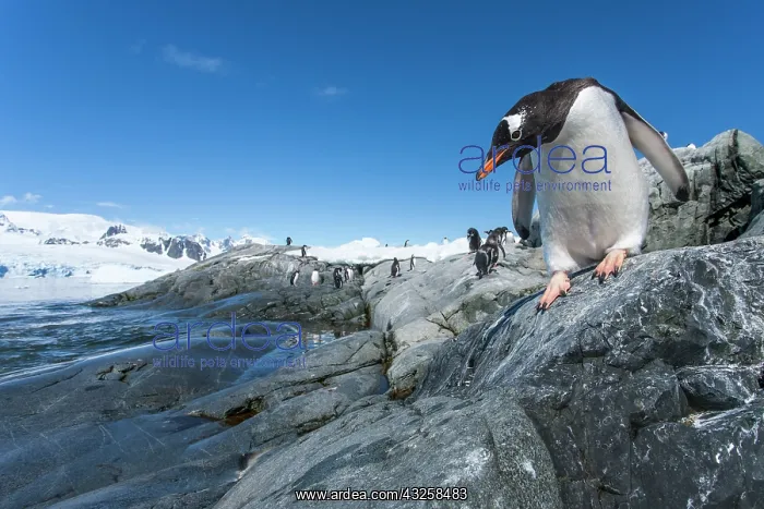 : Antarctica, Petermann Island, Gentoo Penguin : Antarctica, Petermann Island, Gentoo Penguin