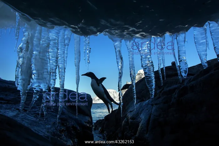 : Antarctica, Petermann Island, Gentoo Penguin : Antarctica, Petermann Island, Gentoo Penguin
