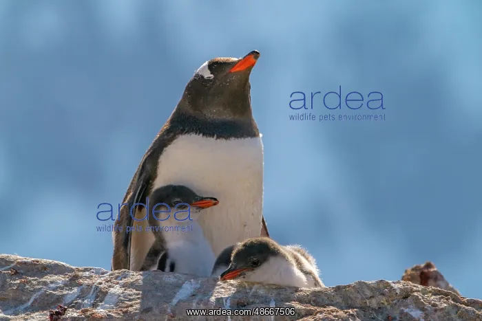: Antarctica, Petermann Island. Gentoo penguin and chicks at : Antarctica, Petermann Island. Gentoo penguin and chicks at