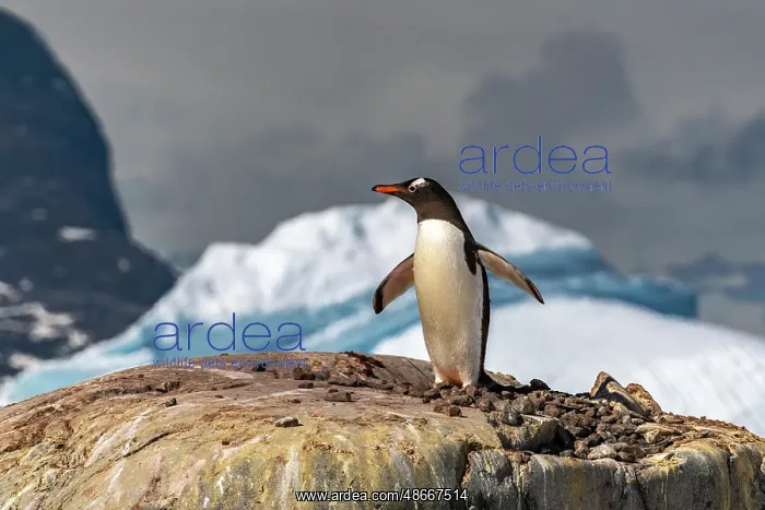 : Antarctica, Petermann Island. Gentoo penguin at nest. ic Cat : Antarctica, Petermann Island. Gentoo penguin at nest. ic Cat