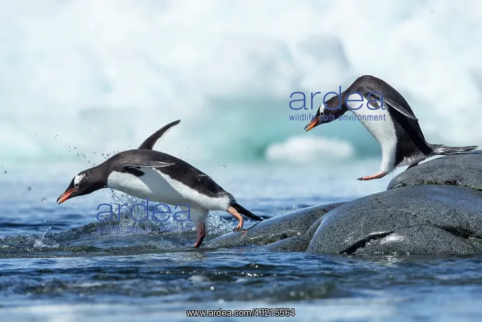 : Antarctica, Petermann Island, Gentoo Penguins : Antarctica, Petermann Island, Gentoo Penguins
