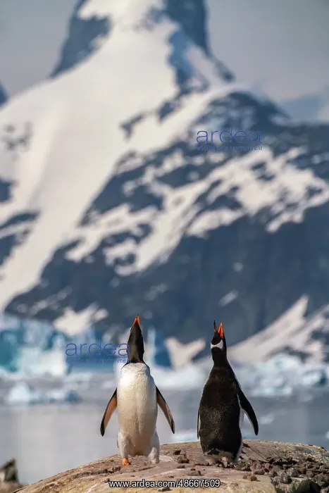 : Antarctica, Petermann Island. Gentoo penguins calling : Antarctica, Petermann Island. Gentoo penguins calling