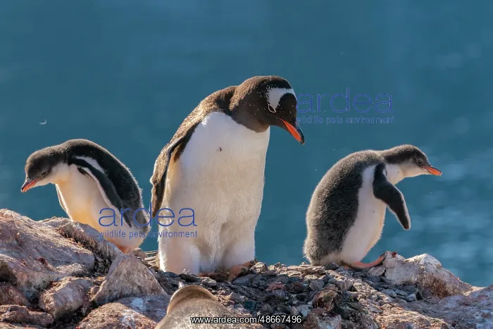: Antarctica, Petermann Island. Gentoo penguins and chicks at : Antarctica, Petermann Island. Gentoo penguins and chicks at