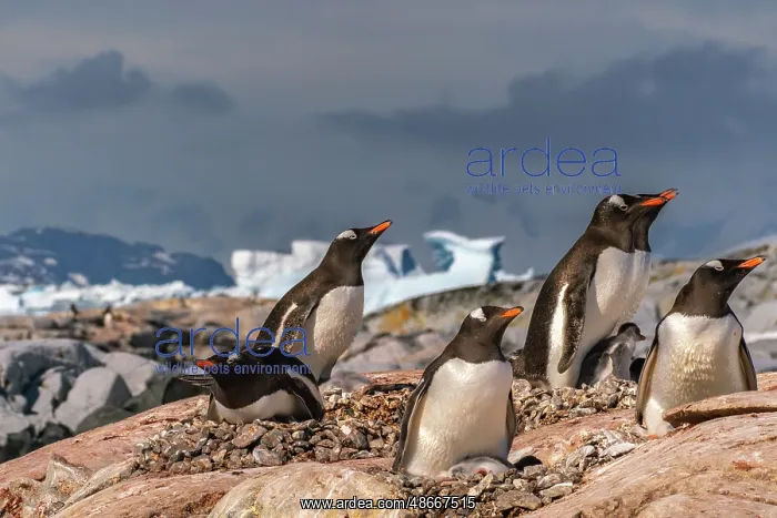 : Antarctica, Petermann Island. Gentoo penguins and chicks at : Antarctica, Petermann Island. Gentoo penguins and chicks at