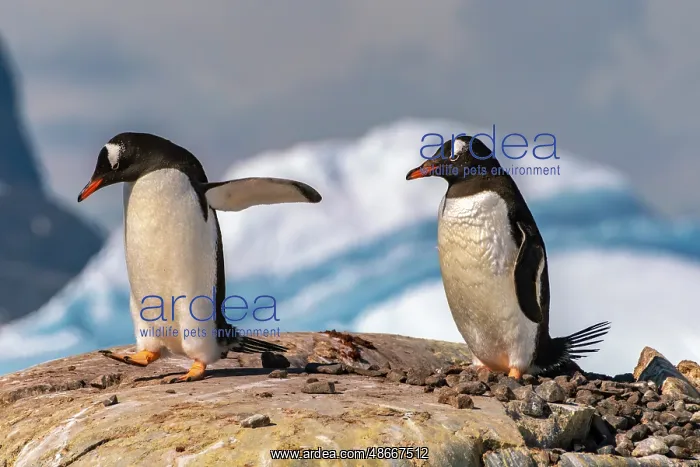  : Antarctica, Petermann Island. Gentoo penguins at nest