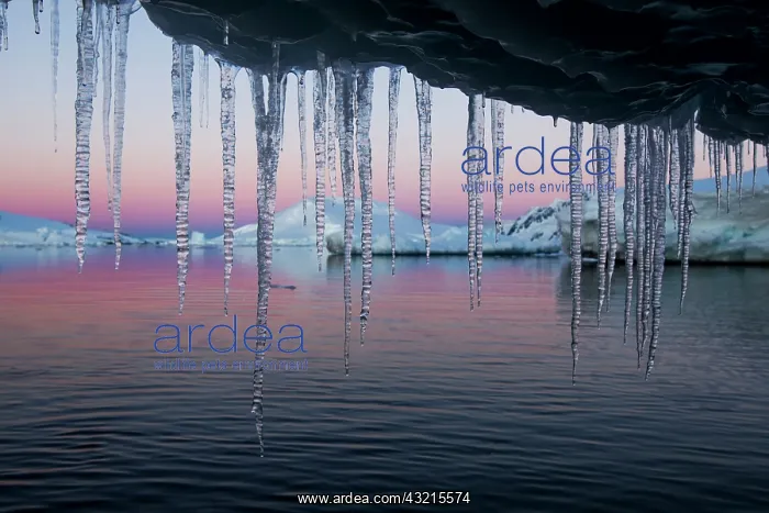 : Antarctica, Petermann Island, Icicles hang : Antarctica, Petermann Island, Icicles hang