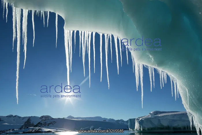: Antarctica, Petermann Island, Icicles hang : Antarctica, Petermann Island, Icicles hang