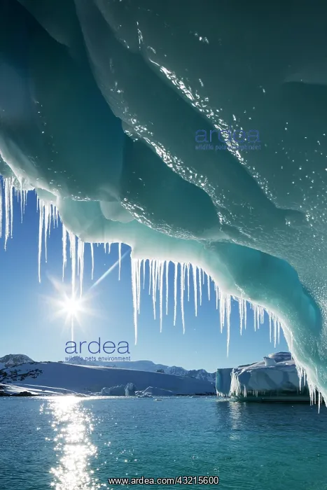 : Antarctica, Petermann Island, Icicles hang : Antarctica, Petermann Island, Icicles hang