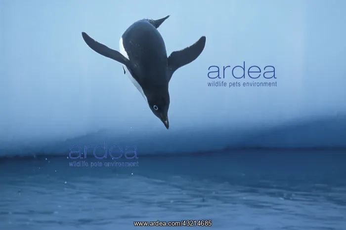 : Antarctica, Petermann Island, Lone Adelie : Antarctica, Petermann Island, Lone Adelie