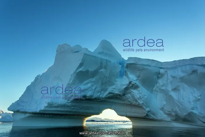 : Antarctica, Petermann Island, Midnight sun : Antarctica, Petermann Island, Midnight sun