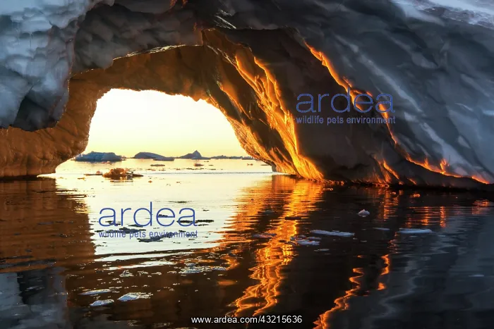 : Antarctica, Petermann Island, Midnight sun : Antarctica, Petermann Island, Midnight sun