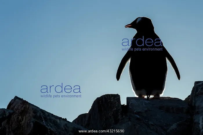 : Antarctica, Petermann Island, Silhouette : Antarctica, Petermann Island, Silhouette