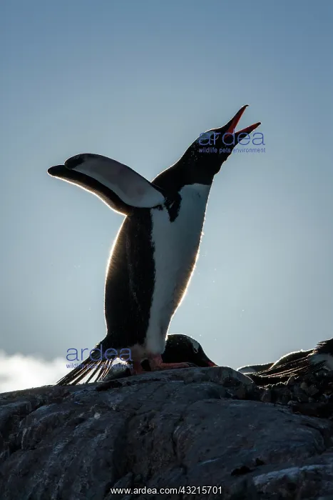 : Antarctica, Petermann Island, Silhouette : Antarctica, Petermann Island, Silhouette