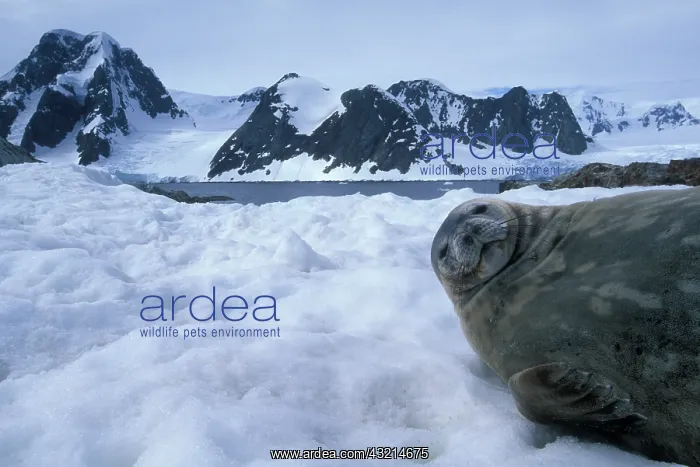 : Antarctica, Petermann Island, Weddell Seal : Antarctica, Petermann Island, Weddell Seal