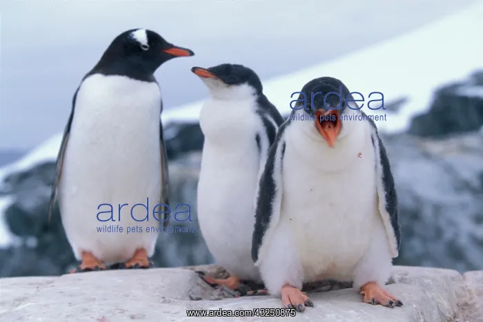 : Antarctica, Petermann Island, Young Gentoo : Antarctica, Petermann Island, Young Gentoo