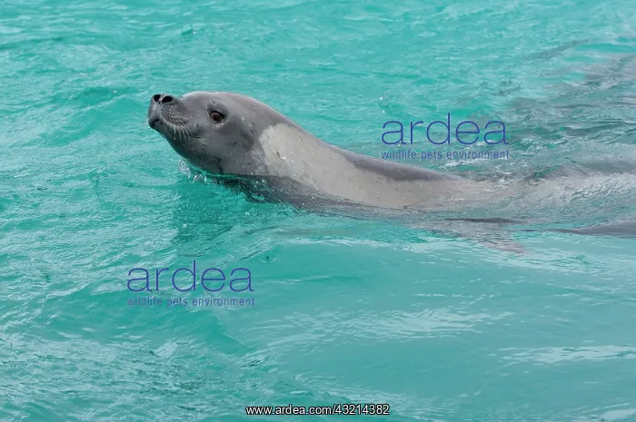 : Antarctica, Pleneau Island. Crabeater seal : Antarctica, Pleneau Island. Crabeater seal
