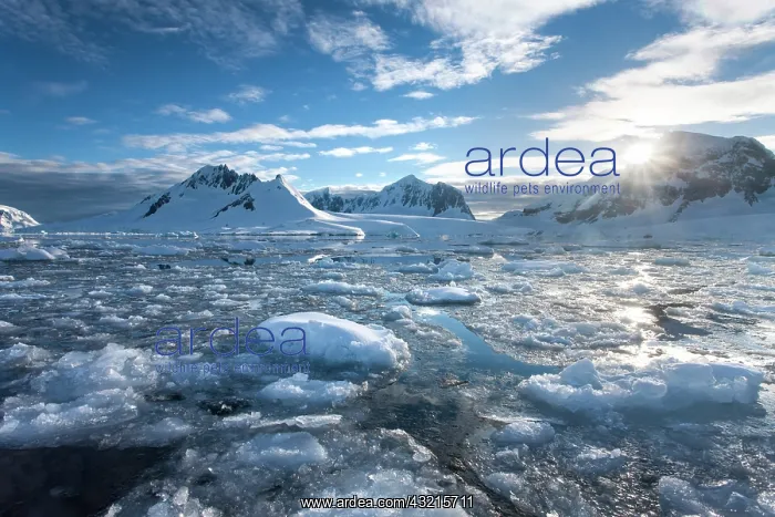 : Antarctica, Port Lockroy, Ice fills Nuemeyer : Antarctica, Port Lockroy, Ice fills Nuemeyer
