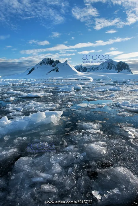 : Antarctica, Port Lockroy, Ice fills Nuemeyer : Antarctica, Port Lockroy, Ice fills Nuemeyer
