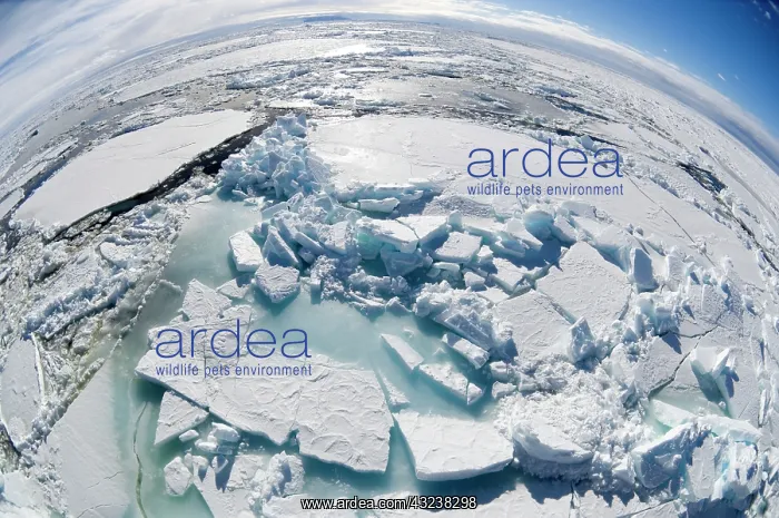 : Antarctica, Ross Sea. Broken pack ice : Antarctica, Ross Sea. Broken pack ice