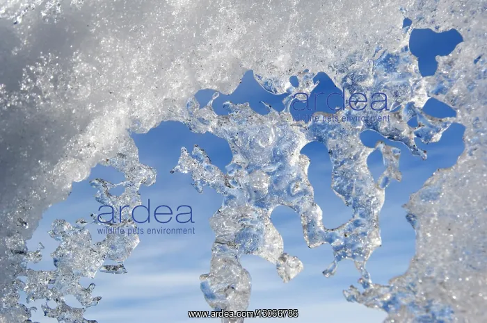 : Antarctica, Ross Sea, Cape Adare. Icicles : Antarctica, Ross Sea, Cape Adare. Icicles