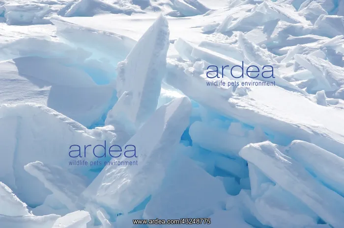 : Antarctica, Ross Sea. Pack ice pressure : Antarctica, Ross Sea. Pack ice pressure