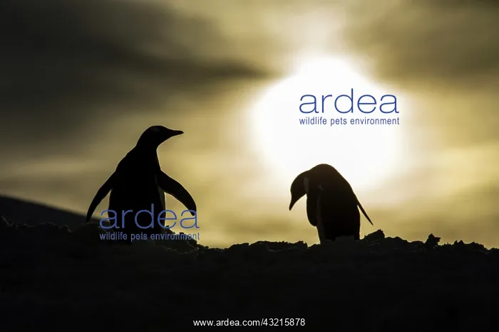 : Antarctica, Silhouette of Gentoo Penguins : Antarctica, Silhouette of Gentoo Penguins