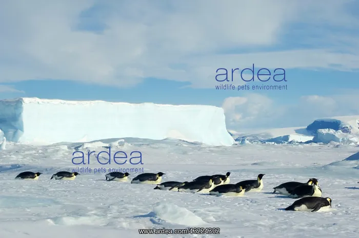 : Antarctica, Snow Hill Island, Adult emperor