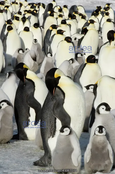 : Antarctica, Snow Hill Island. Emperor Penguin : Antarctica, Snow Hill Island. Emperor Penguin