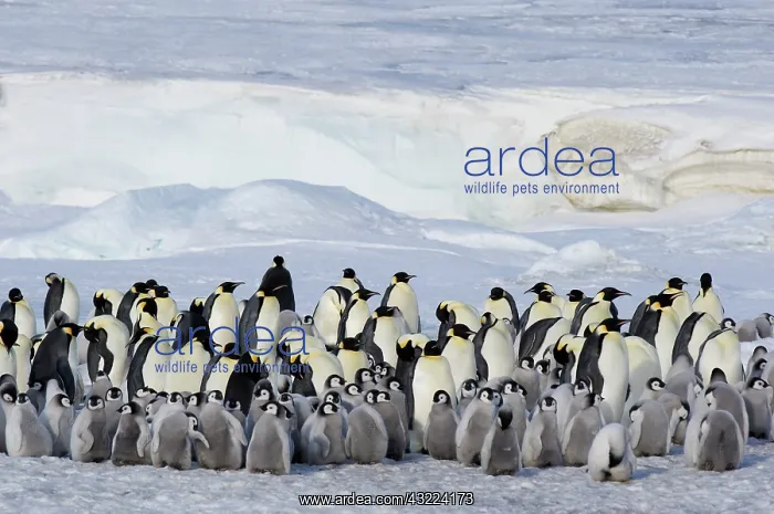 : Antarctica, Snow Hill Island. Emperor Penguin : Antarctica, Snow Hill Island. Emperor Penguin