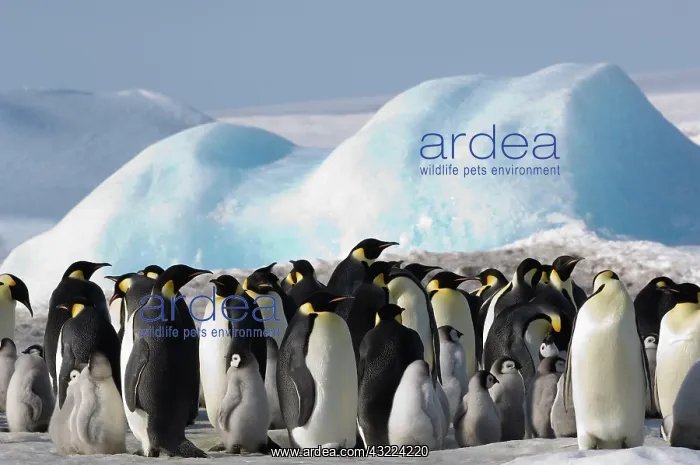 : Antarctica, Snow Hill Island. Emperor Penguin : Antarctica, Snow Hill Island. Emperor Penguin