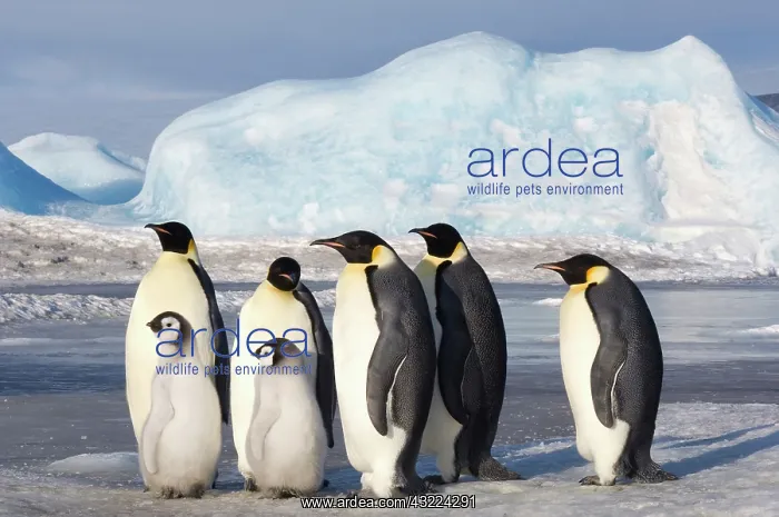 : Antarctica, Snow Hill Island. Group of Emperor : Antarctica, Snow Hill Island. Group of Emperor