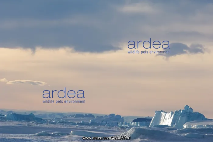 : Antarctica, Snow Hill Island. Icebergs trapped : Antarctica, Snow Hill Island. Icebergs trapped