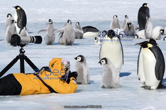: Antarctica, Snow Hill Island. Photographer : Antarctica, Snow Hill Island. Photographer