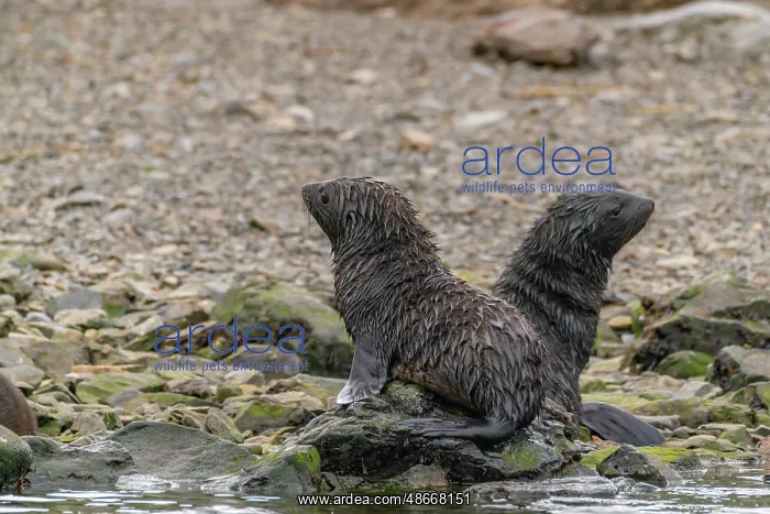 : Antarctica, South Georgia. Close-up of fur seal pups. ic Cat : Antarctica, South Georgia. Close-up of fur seal pups. ic Cat