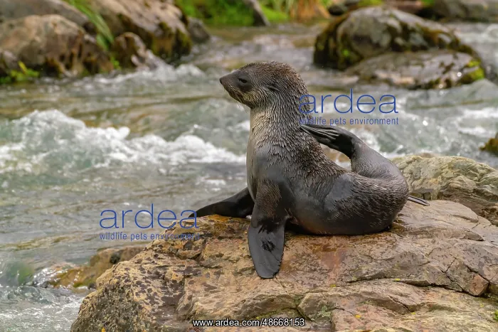 : Antarctica, South Georgia. Close-up of fur seal scratching : Antarctica, South Georgia. Close-up of fur seal scratching