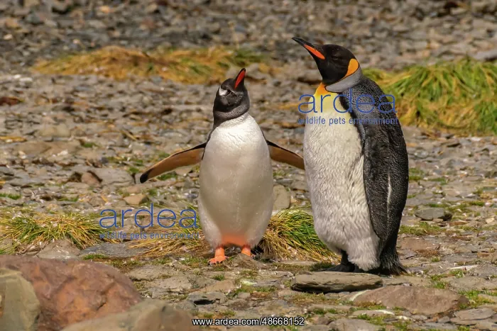 : Antarctica, South Georgia. Close-up of gentoo and king : Antarctica, South Georgia. Close-up of gentoo and king
