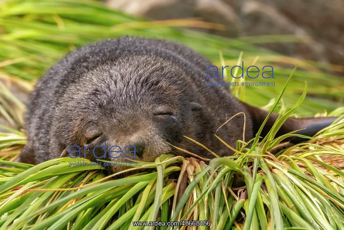 : Antarctica, South Georgia. Fur seal female sleeping. ic Cath : Antarctica, South Georgia. Fur seal female sleeping. ic Cath