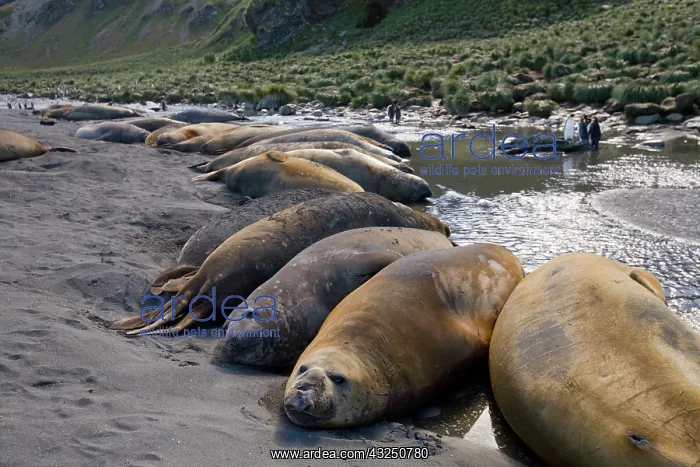 : Antarctica, South Georgia Island, Elephant : Antarctica, South Georgia Island, Elephant