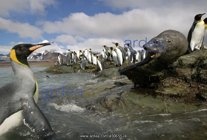 : Antarctica, South Georgia Island (UK), Antarctic : Antarctica, South Georgia Island (UK), Antarctic