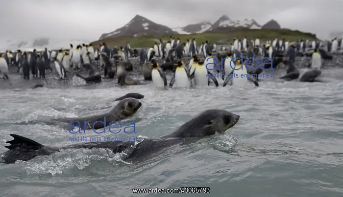: Antarctica, South Georgia Island (UK), Antarctic : Antarctica, South Georgia Island (UK), Antarctic