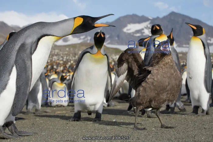 : Antarctica, South Georgia Island (UK), Brown : Antarctica, South Georgia Island (UK), Brown