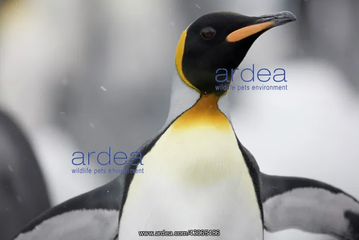  : Antarctica, South Georgia Island (UK), Close-up