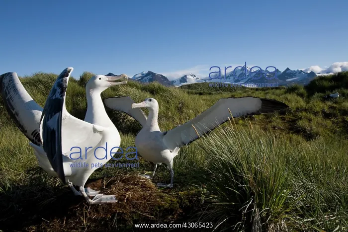 : Antarctica, South Georgia Island (UK), Courtship : Antarctica, South Georgia Island (UK), Courtship
