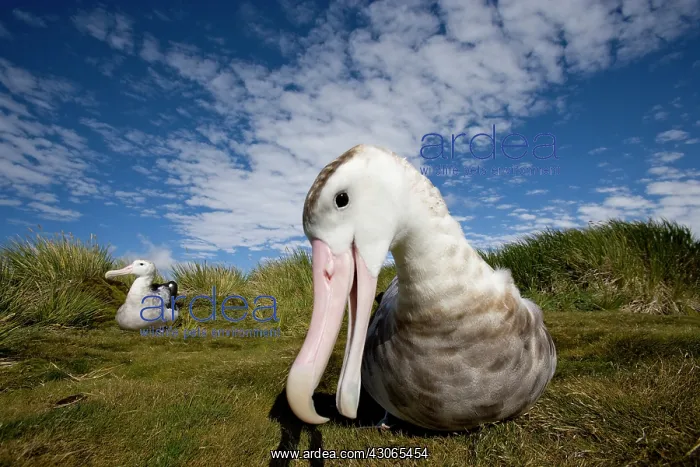 : Antarctica, South Georgia Island (UK), Curious : Antarctica, South Georgia Island (UK), Curious