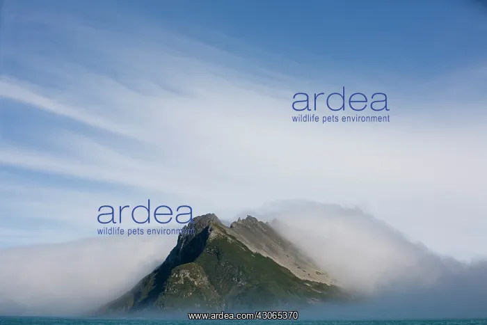  : Antarctica, South Georgia Island (UK), Fog