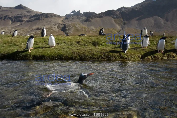 : Antarctica, South Georgia Island (UK), Gentoo : Antarctica, South Georgia Island (UK), Gentoo